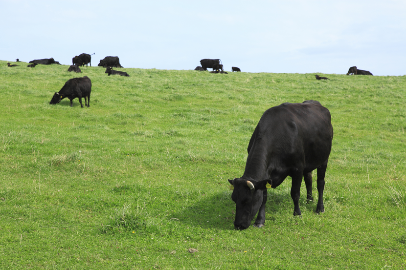 肥育期間短縮による肉牛のメタンガス排出量削減